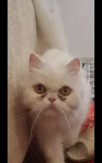گربه پرشین ماده