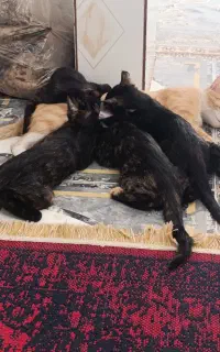 گربه خانگی