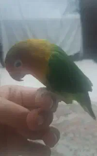کوتوله برزیلی فیشر نر