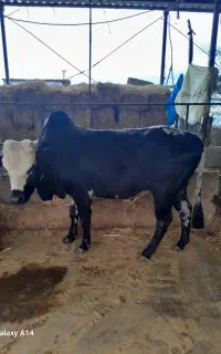 فروش اراس گاو نر محلی گوشتی