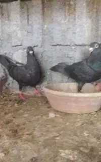 فروش کفتر