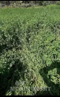 یونجه