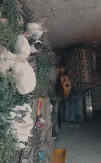 تعداد خرگوش