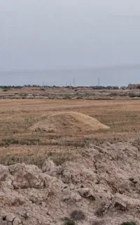 کاه گندم