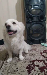 سگ اشپیز نر واگذاری رایگان