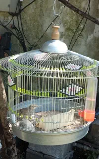 سهره خاکی بخون با قفس