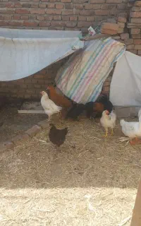 قفس محکم بزرگ  وبادوام با۱۱عددمرغ جوان و۲اردک