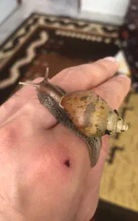 حلزون و خاویار حلزون