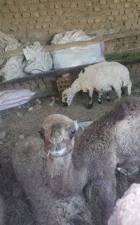 هاشی گم کردم