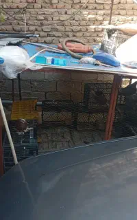 قفس مرغ خروس