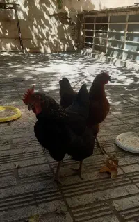 مرغ تخمگذار