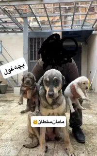سگ پژدر