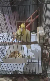 عروس هلندی