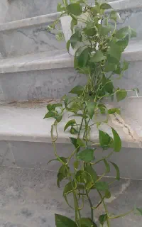 گل زیبا