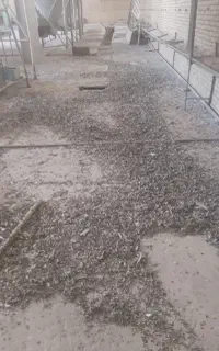 کود کبوتر