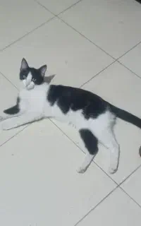 واگذاری گربه رایگان