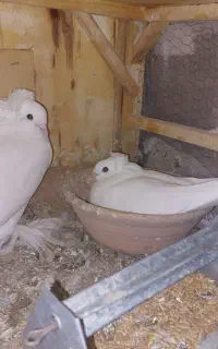 کبوتر راعبی رواعب سفید و زرد