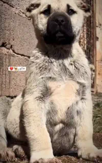 توله ۳ماه سرابی مادع با اصالت