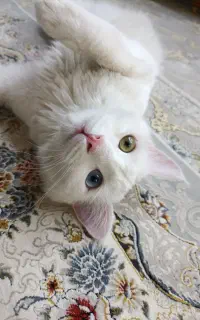 گربه نژاد دار