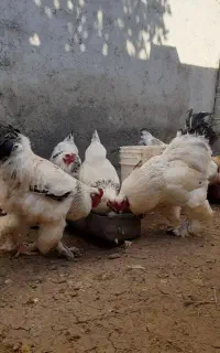 تخم برهما و جوجه برهما