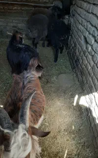 بره و بزغاله