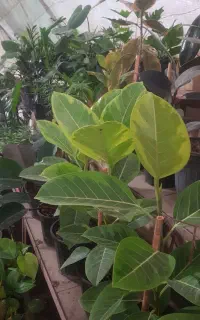 متخصص باغبانی و گل و گیاه