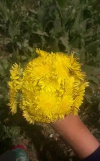 کارگر ساده