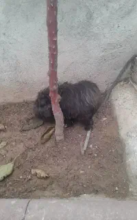 سگ پا کوتاه