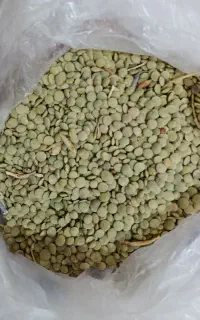 عدس ولوبیا چیتی محلی کالپوش  ونخود دوتن نخود