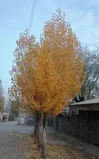 نظافت ویلا و منزل و باغ