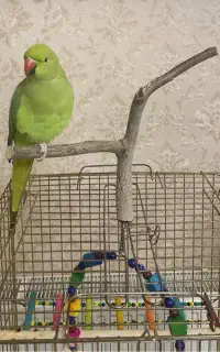 طوطی ملنگو
