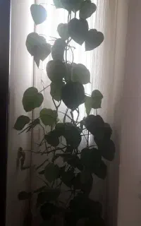 گل طبیعی با گلدان