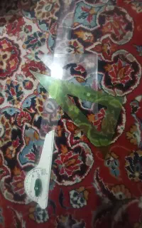 خط کش تی واس رشته معماری