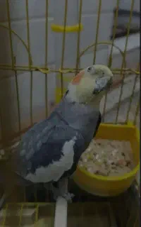 عروس هلندی