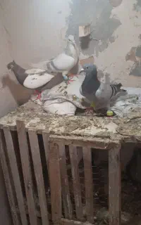 ۳تا حیوان خوشگل هم المانی هست هم رنگه مقبول