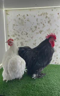 مرغ و خروس و جوجه کوشین