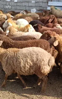 قربانی و نذری