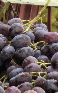 نگهبان