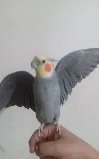 عروس هلندی نر سخنگو