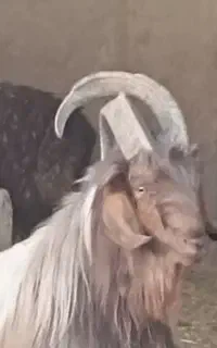 بزغاله نر  دوبر  تگه   نر بز