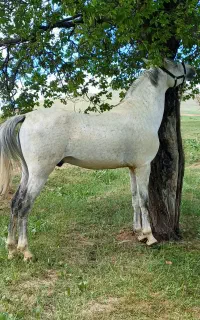 اسب کورد