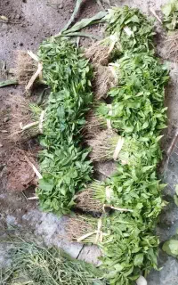 تهیه وتوزیع انواع نشا(شتل)