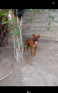 باکسر ماده واکسن کامل زده شده