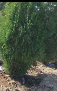 نیروی باغبان