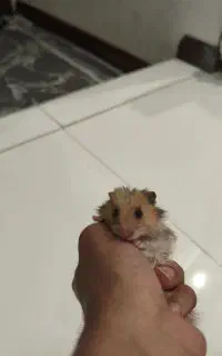 همستر نژاد سوری مو بلند