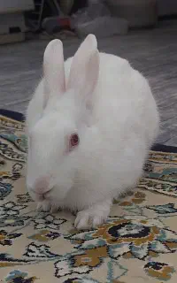 خرگوش نر