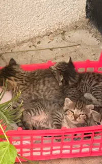 واگزاری گربه رایگان