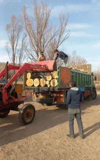 خریدانواع درخت وچوب صنوبرقلمه چناربیدسوعود.گردوخشک