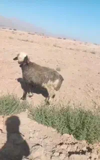 میش آبستن