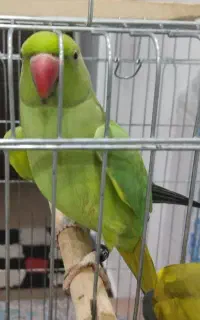 طوطی ملنگو گمشده